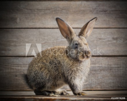 Picture of Funny rabbit on wooden background